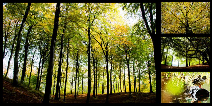 Forest, trees, Moesgaard, trees, leafs, duck, ducks, colours,